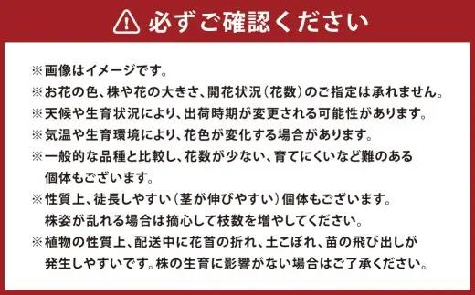 オリジナルビオラおまかせアソート （ プレミアム 24鉢 ）【 2026年11月下旬から2027年1月上旬迄発送予定 】