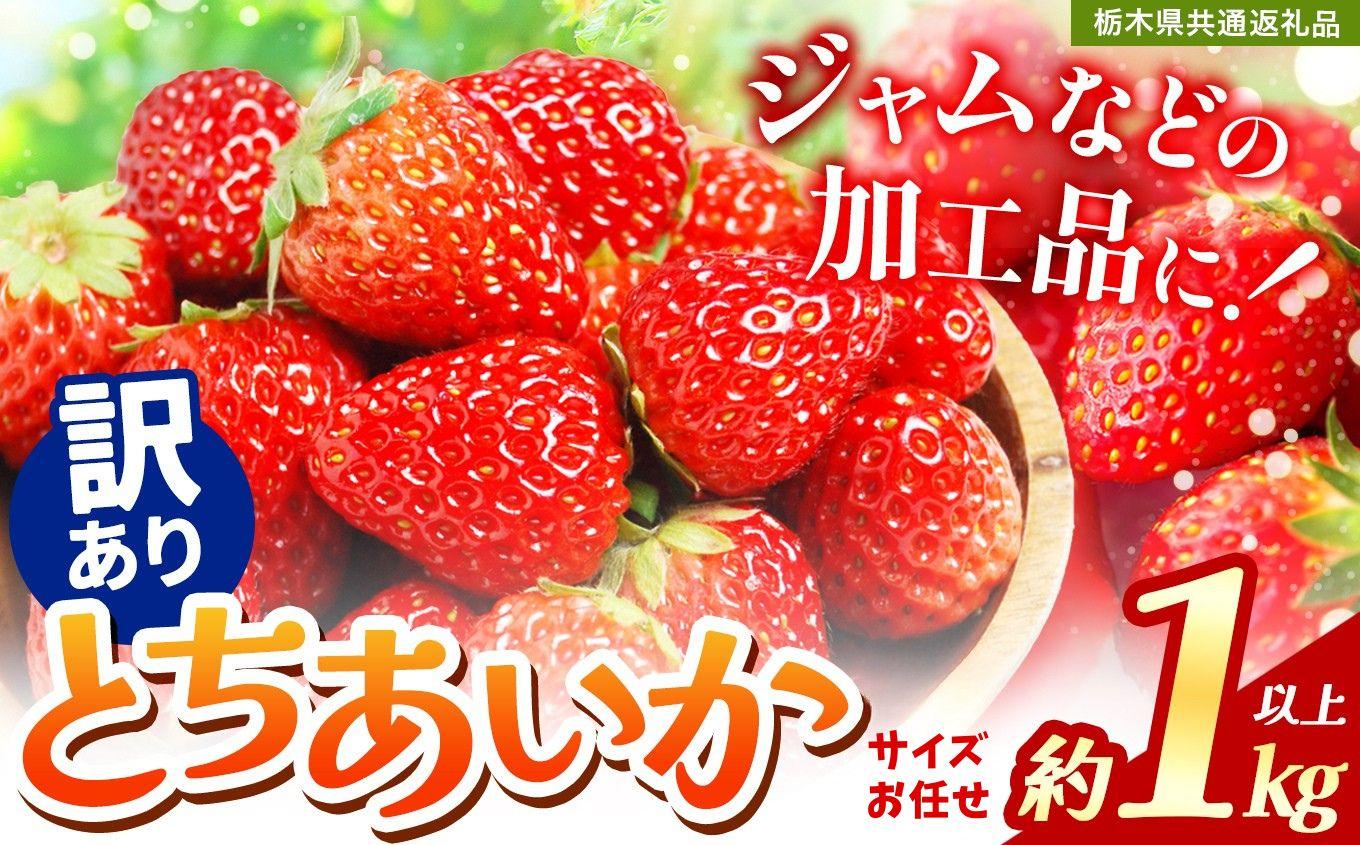 2027年 先行予約受付中！【訳あり】不揃いとちあいか1kg以上| 訳あり 栃木県共通返礼品 いちご 人気 デザート 栃木県 矢板市 【訳あり】 不揃いとちあいか1kg