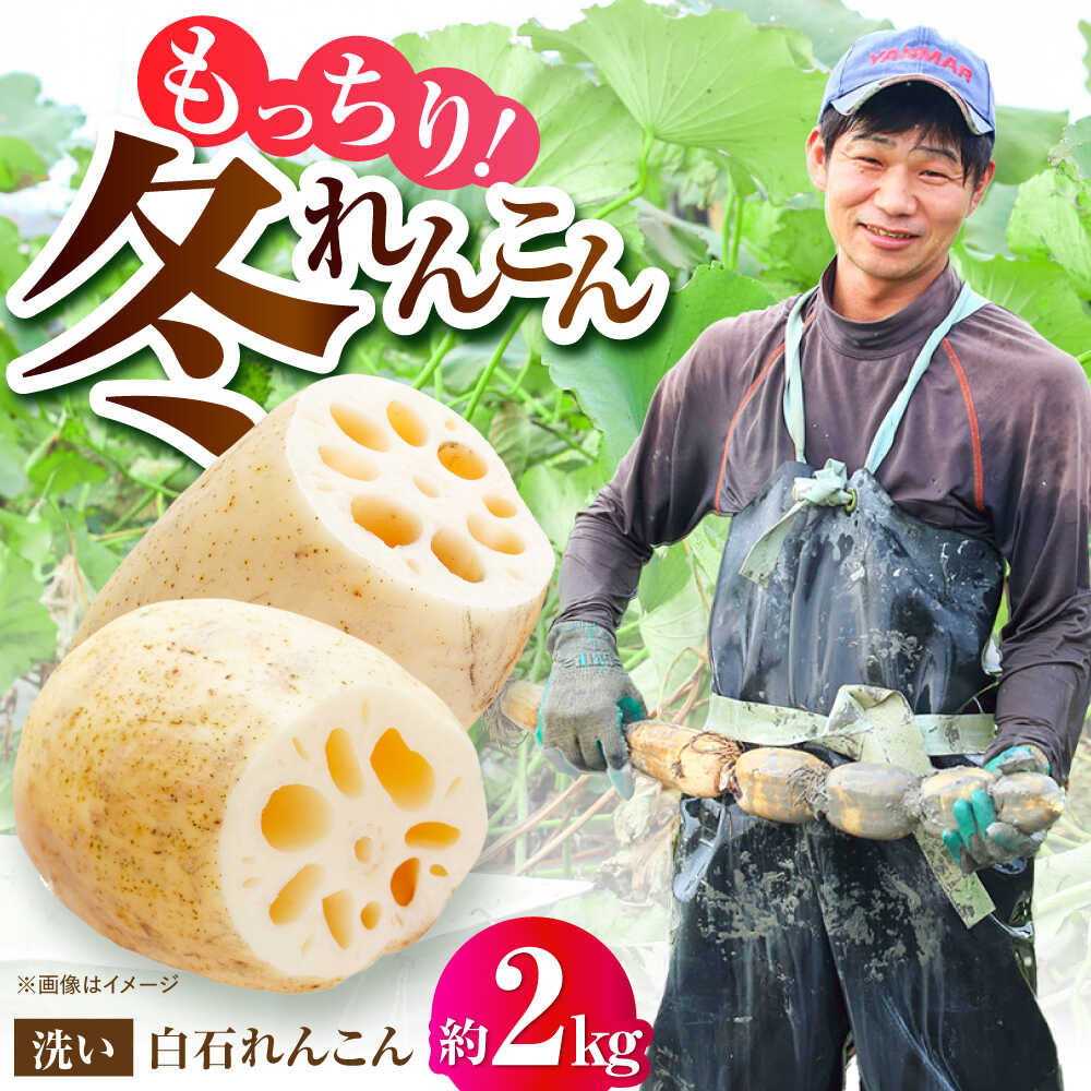 【ふるさと納税】【年内配送】【土壌からとことんこだわり】白石町産 洗いれんこん約2kg【野中農園】農家直送 レンコン 蓮根 小分け 野菜 根菜 佐賀県 白石町D9W[IDC005]