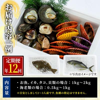 ふるさと納税 佐伯市 ＜定期便・全12回 (連続)＞魚介類定期便 (2-3人前×12ヶ月) |  | 01