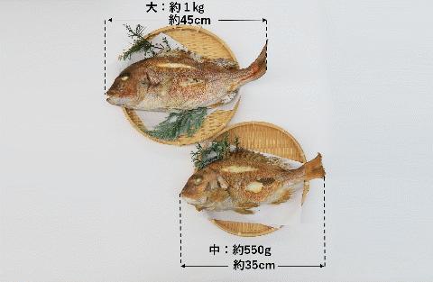 【塩焼き鯛（タイ）・姿焼き】<大>約1ｋg/約45㎝～尾頭付き・縁起物～魚プロ集団が手掛ける自信作　（26-14）