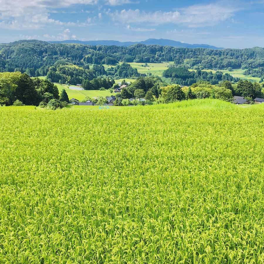 特選能登神子原米　５ｋｇ（精米）