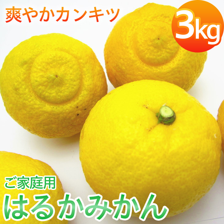 
【先行予約】【人気柑橘】有田育ちの はるか みかん（訳あり 家庭用）約3kg ※2025年1月下旬～2月下旬頃に順次発送予定 ※着日指定不可
