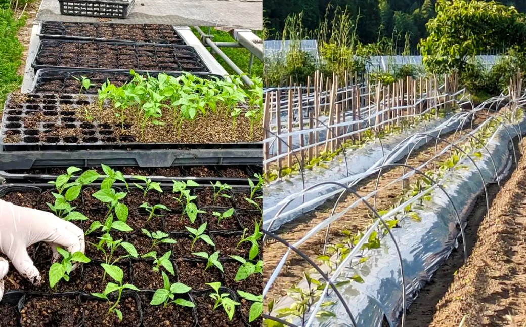 【鹿児島県産】【訳あり】 ナス 3kg なす 茄子【2025年7月上旬から9月下旬発送予定】 ZS-6130
