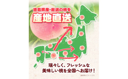 モモ もも 4kg ヤマト農園 《6月下旬‐7月下旬出荷》桃 もも 果物 フルーツ はなよめ 日川白鳳 あかつき グレートジャンボあかつき 清水白鳳 山根 ヤマト農園 徳島県 上板町 【配送不可地域あ