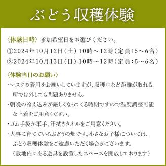 【2024/10/12または10/13】ボスアグリワイナリーぶどう収穫体験 ( ぶどう 収穫 体験 チケット 券 収穫体験 北見市 ワイナリー 北海道 ワイン )【075-0001-2024】