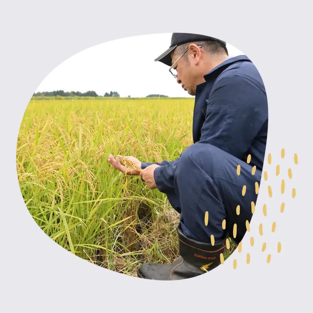 【令和8年産・先行予約】まっしぐら精米　10kg(5㎏×2袋)　【02402-0439】