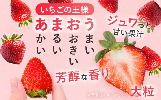 【2027年発送先行予約】厳選大粒あまおう約250～270g×2パック) いちご フルーツ 果物 あまおう 苺 イチゴ ギフト 大粒 福岡【発送時期2027年2月上旬～2027年4月中旬】