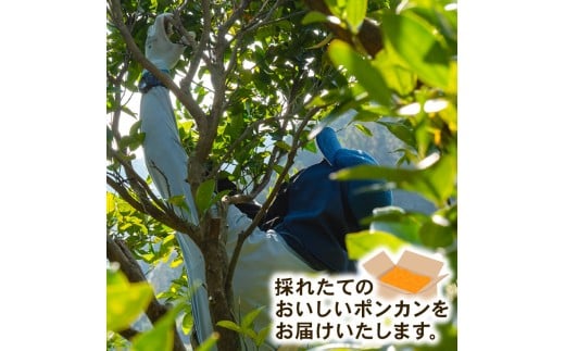 秀品 ポンカン 10kg 早期受付 2026年1月中旬より順次発送 安和ポンカン 贈答 用 ギフト 柑橘 椪柑 みかん フルーツ 果物 くだもの 期間限定 季節限定 YN014