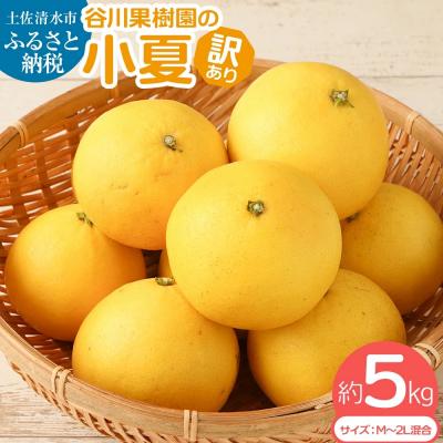 ふるさと納税 土佐清水市 R8.4月発送  訳あり 小夏 5kg 日向夏 みかん 柑橘 オレンジ フルーツ【R00238】