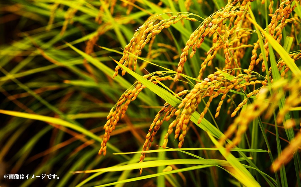 【2025年8月下旬－2026年8月下旬迄順次発送予定】【令和7年産】静岡県産コシヒカリ 玄米 5kg （5kg×1袋）