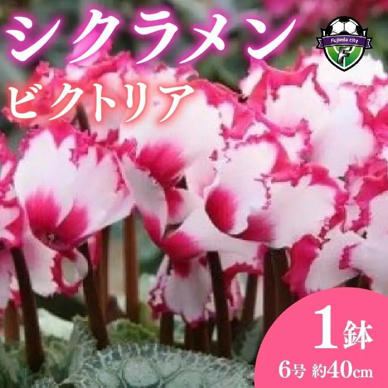 【 先行予約 ：2026年12月発送開始 】 花 シクラメン 鉢植え ビクトリア 6号 オンライン決済限定 花 花