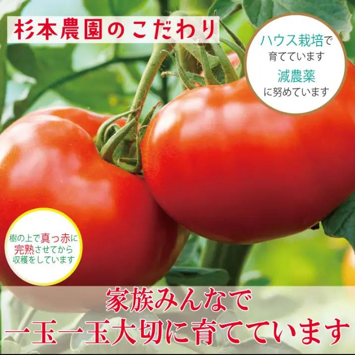 【2027年2月~発送】定期便 3回 訳ありトマト 3kg とまと  桃太郎トマト 野菜 果物 やさい 産地直送 農家直送
