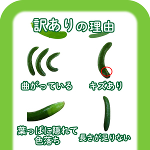 きゅうり 訳あり 3kg 【2024年8月末頃より出荷】きゅうりきゅうりきゅうりきゅうりきゅうりきゅうりきゅうりきゅうりきゅうりきゅうりきゅうりきゅうりきゅうりきゅうりきゅうりきゅうりきゅうりきゅうり