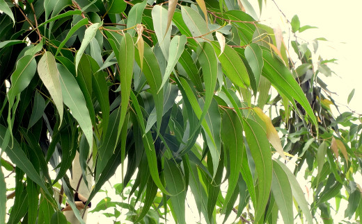 淡路島産エッセンシャルオイルSuu3本 Aセット