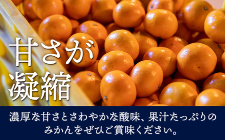 訳あり 若野みかん 約5kg 圦本悟農園 みかん