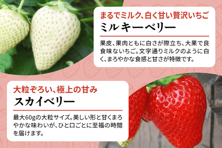 [2026年1月上旬より順次発送] 4種類の「完熟いちご」 食べ比べ！ Aセット 280g×4パック 日光の自然が育むいちご｜先行予約 期間限定 イチゴ 苺 フルーツ とちおとめ とちあいか スカイベ