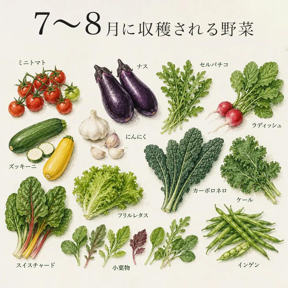 季節の野菜セット【大】定期便 2回便 8月 9月発送 旬野菜 詰め合わせ あらいふぁーむ