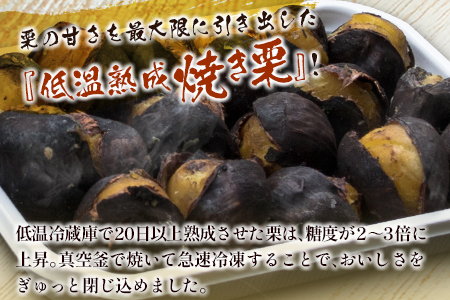＜先行予約＞宮崎県産 低温熟成栗［焼き栗］計500g（250g×2パック）おやつ 秋の味覚 お取り寄せ【B617-25】