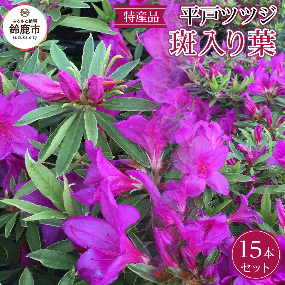 【ふるさと納税】特産品 平戸ツツジ斑入り葉 15本セット