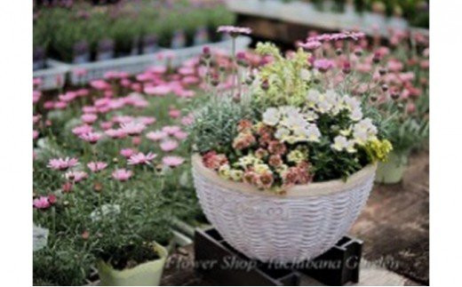 季節のおまかせ寄せ植え 1鉢 【3月～12月出荷予定】