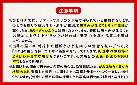 旬の朝採り！ 鹿児島 桜島産びわ 2箱（秀品） K343-001_02 果物 フルーツ