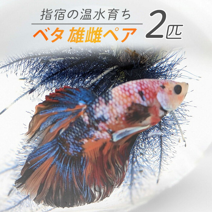 【ふるさと納税】【10営業日以内に発送】【温水育ち】ベタ 2匹(雄雌ペア) ※北海道・沖縄・離島配送不可※ 熱帯魚 生体 観賞用 オス メス 飼育 ペット 生き物 魚 初心者 観賞魚 水槽 アクアリウム【otofarm】