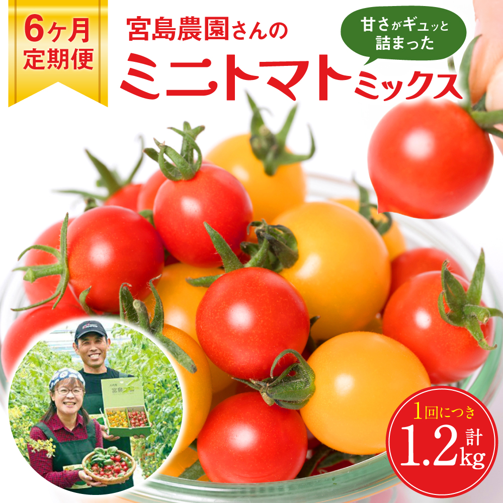 【先行予約】【定期便6回】ミニトマト (ミックス) 1.2kg×6回 八代市産 宮島農園 とまと 野菜 【2024年12月上旬より順次発送】