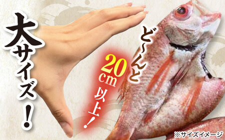 干物 TV放映多数！県内外のファンがわざわざ訪れる 天日ほしもん屋特製 のどぐろ干物×2枚（大サイズ・20cm以上） 島根県松江市/桝谷鮮魚店[ALCJ001] 干物 干物