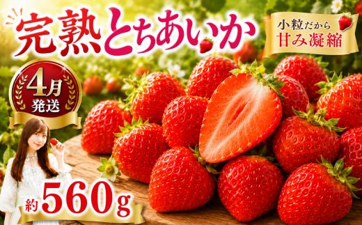 いちご【先行予約】【2027年4月以降発送】とちあいか 小粒いちご おやつやスイーツ作りに 約280g×2パック 合計約560g【栃木県 真岡市産】いちご 果物 フルーツ イチゴ 苺 旬 産地直送 国産