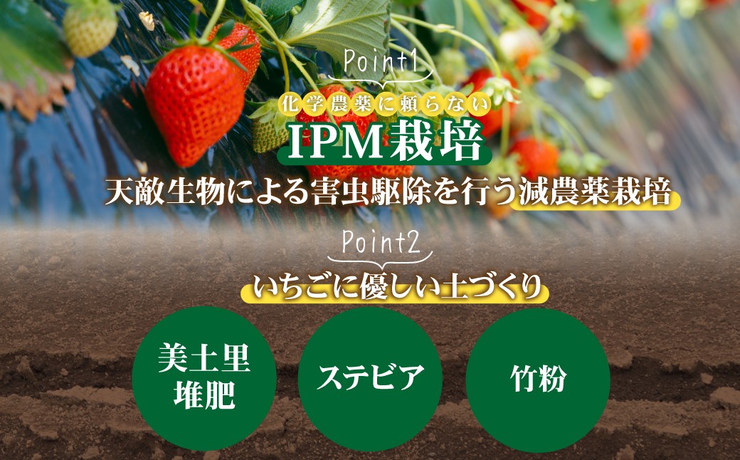 いちご イチゴ 苺 とちおとめ 第1回いちご選手権金賞 ブランドいちご ストロベリー 完熟 甘い あまい 果物