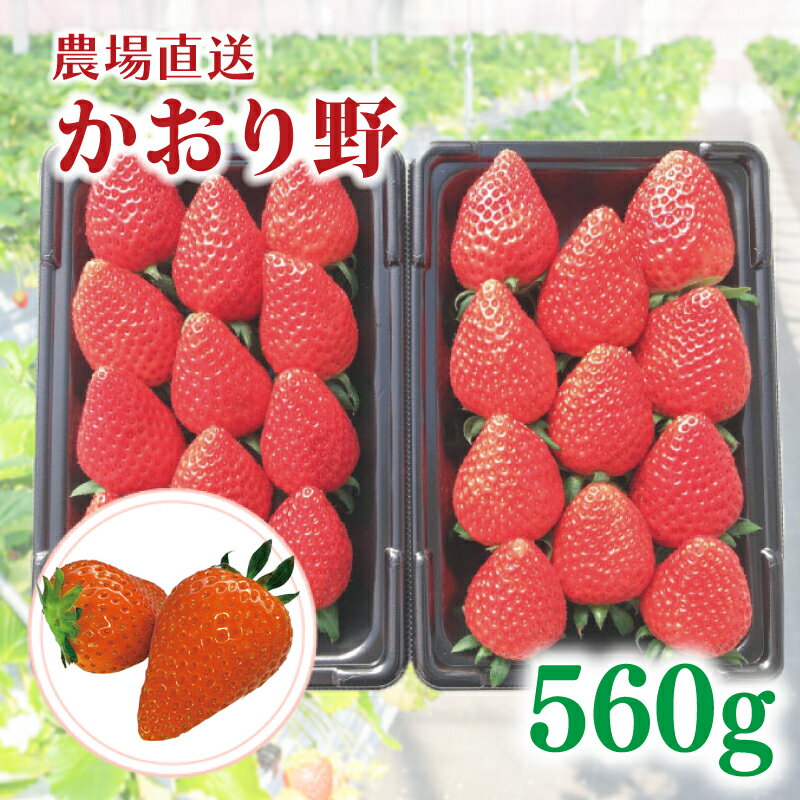 【ふるさと納税】 【事前受付】いちご かおり野 約560g （ 約280g × 2P ) いちご 苺 ストロベリー 産地直送 ご当地 果物 くだもの フルーツ デザート 朝どれ 完熟 食品 冷蔵 げんき農場 埼玉県 羽生市
