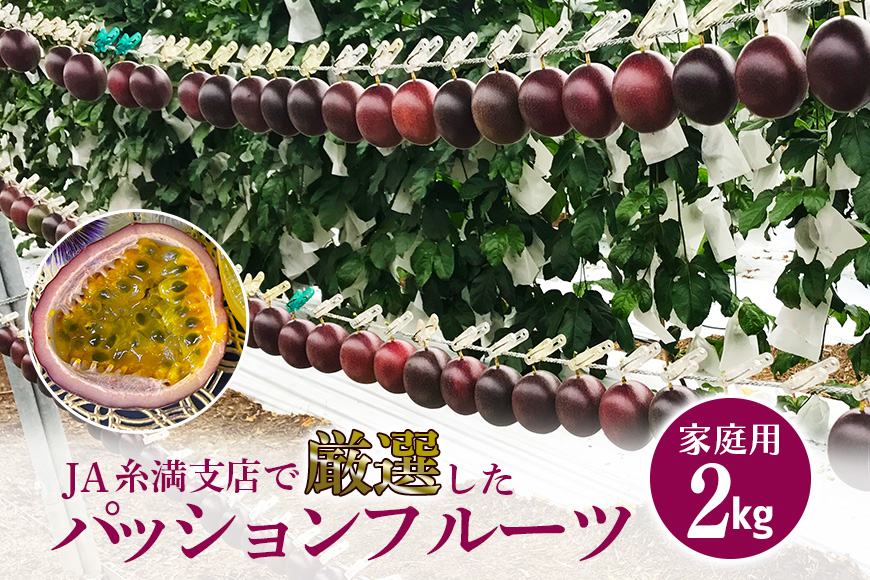 
                  【 先行予約 2027年 発送 】 JA糸満支店で厳選した「 パッションフルーツ 」家庭用 約 2kg 果物 フルーツ くだもの 2キロ 沖縄 果実 南国フルーツ 沖縄県産 美味しい 甘い あまい 甘み 酸味 爽やか 産地直送 農家直送 産直 沖縄県 糸満市 
                