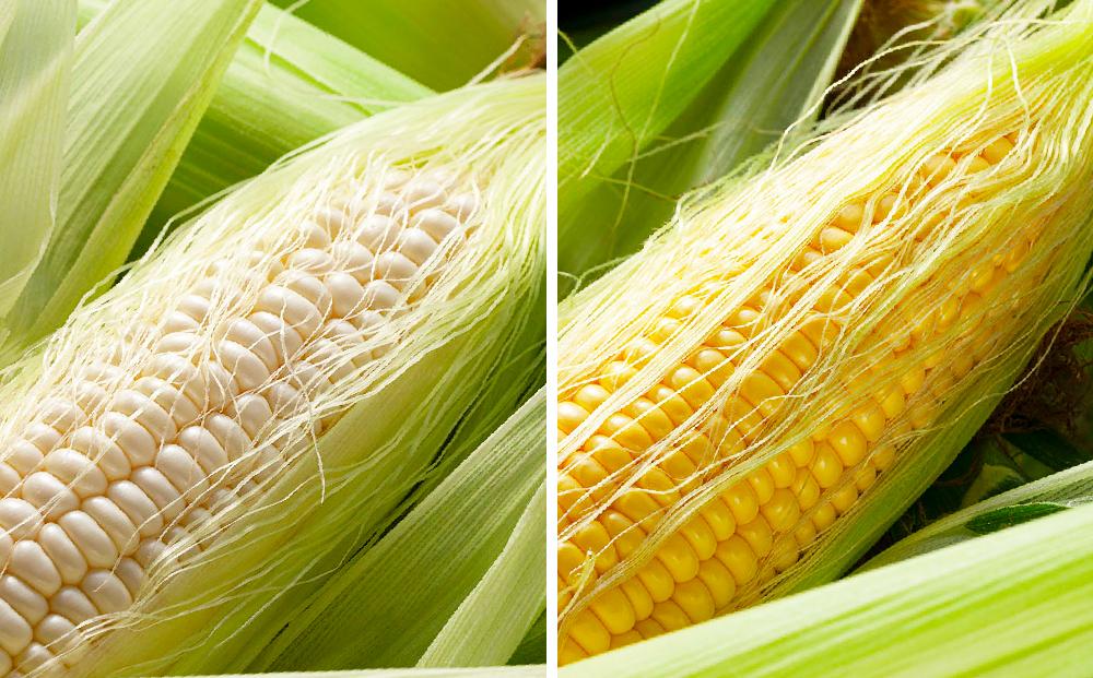 【先行予約】朝採りとうもろこしMIX10本 4.5kg あさひやま動物園 白くまコーンとライオンコーンのミックス（2024年8月中旬より発送予定）_02157