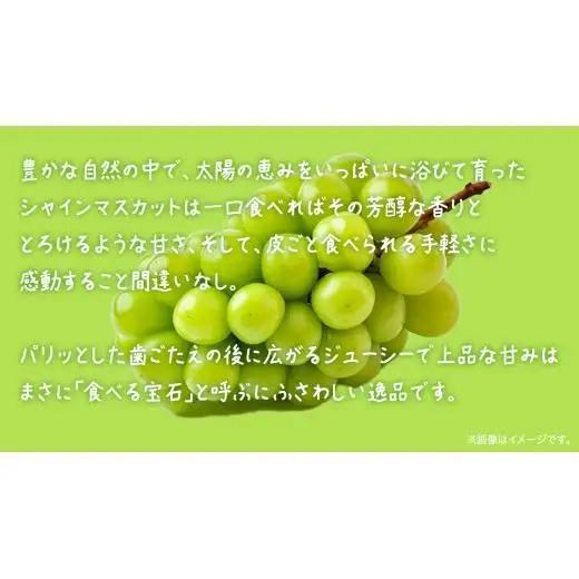 シャインマスカット 3kg 【2026年6月発送開始】(茨城県共通返礼品：大子町)