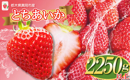 【先行予約】鮮度抜群！朝採れ旬のとちあいか  約2250g以上真岡市 栃木県 送料無料