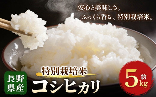 木島平産 特別栽培米 コシヒカリ 約5kg | 米 こしひかり コシヒカリ 定番 品種 特別栽培 寒暖差 木島平村 長野県 信州 コシヒカリ 特別栽培米