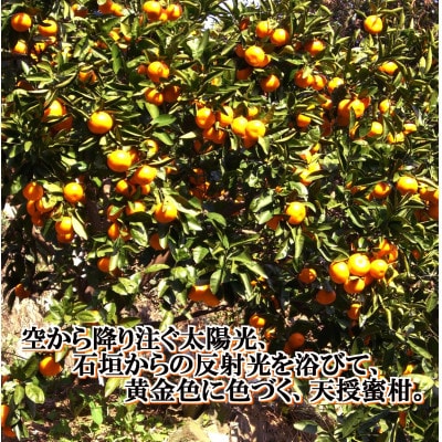 適度な潮風をうけ、太陽光、石垣、海の反射光を浴びて育った「天授蜜柑」約5kg【C39−45】【1243340】