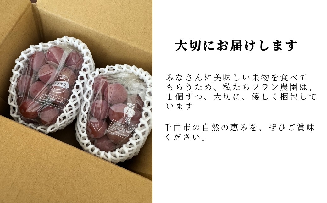 上品な甘さと爽やかな香り、種なしで楽しむ極上の味わい