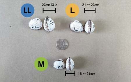 中海産赤貝（サルボウガイ）Ｌサイズ 900g【赤貝 中海産 貝 ぷりぷり 濃厚 料理 おつまみ 調理しやすい 養殖 おいしい おすすめ 送料無料 島根県 安来市】