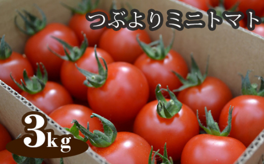 
No.536 つぶよりミニトマト　約3kg箱入 ／ とまと 野菜 とれたて 愛知県
