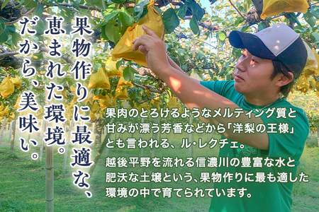 【2026年先行予約】新潟特産 幻の洋梨ル・レクチェ 家庭用 4kg（9～11玉）《11月下旬～順次発送》 青柳果樹園