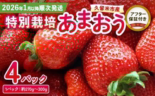 【先行受付！2026年1月以降お届け】特別栽培あまおう 4パック ふくおかエコ農産物_いちご あまおう 約 270g ～ 300g 4パック 大粒 濃厚 甘い 特別栽培 安心 安全 冷蔵 果物 フルーツ ストロベリー アフター保証 スイーツ ケーキ スムージー ジャム デザート 福岡県産 ふくおかエコ農産物 国産 お取り寄せ 福岡県 久留米市 送料無料 先行予約_Fi003