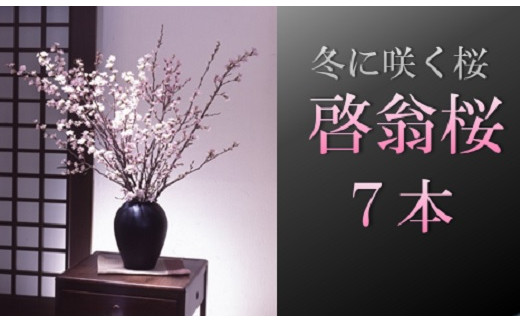 
            食の都庄内　冬に咲く桜「啓翁桜」（7本束）
          