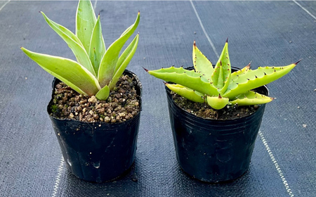 アガベ sp. ピロン クバ ＆ アガベ ベネズエラ 各1株 Agave sp pilon kuba ＆ Agave desmettiana 長与町/アグリューム[EAI197]