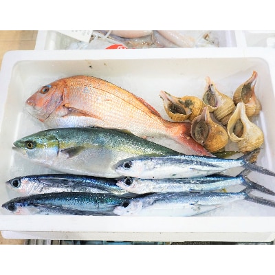 越前港直送　朝獲れお魚詰め合わせ　　　　4種類【配送不可地域：離島・北海道・沖縄・東北・九州】【1094334】
