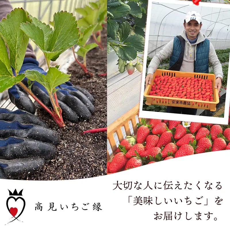 冷凍いちご （ヘタカット済み 500gの小分け袋 x 2個入り）【果物 フルーツ 紅ほっぺ あきひめ】