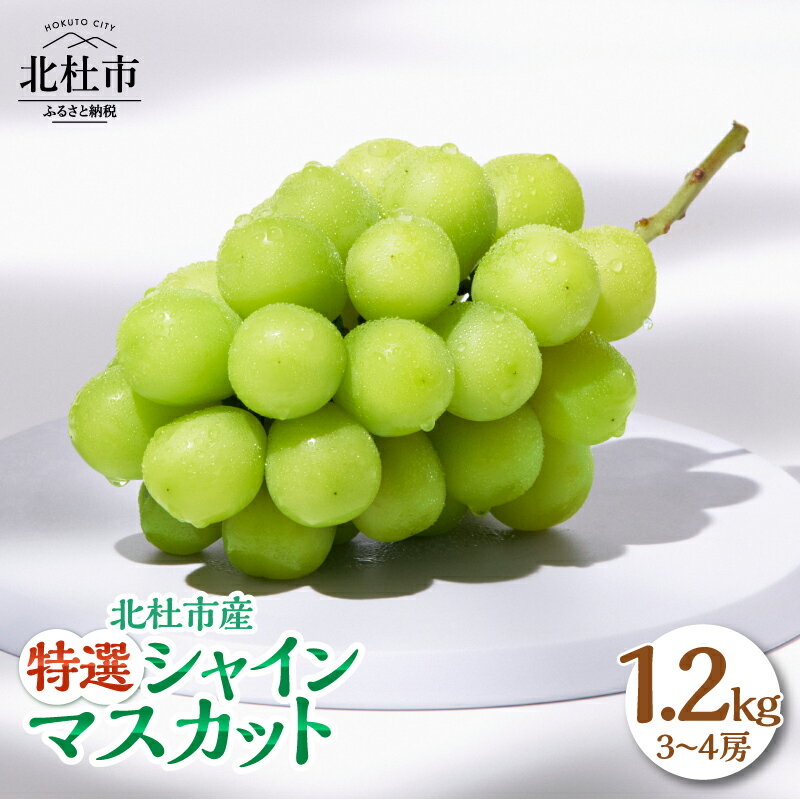 【ふるさと納税】 シャインマスカット 1.2kg 3～4房 北杜市産 【2026年発送】特選 マスカット ぶどう 葡萄 種なし フルーツ 果物 お楽しみ みずみずしい 家庭用 贈答用 お取り寄せ 数量限定 期間限定 八ヶ岳南麓 山梨県 北杜市 送料無料