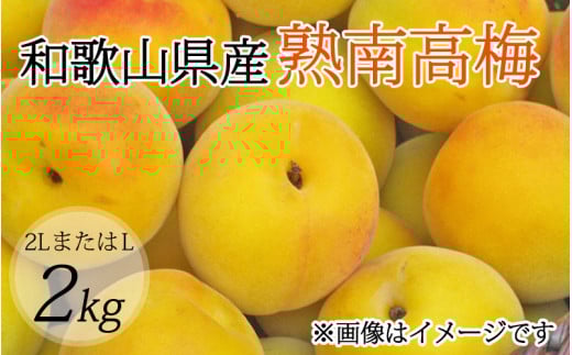 【先行予約】【梅干・梅酒用】（2LまたはL－2Kg）熟南高梅＜2026年6月上旬～7月7日発送予定＞【ART04】フルーツ 果物 くだもの 食品 人気 おすすめ 送料無料 和歌山 うめ 梅 完熟梅 梅干し 梅酒 ウメ【art010B】