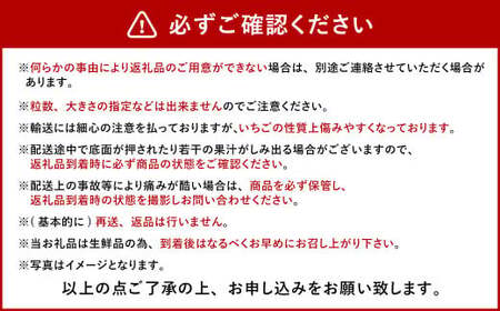 今季初採れあまおう2パック【数量限定】 あまおう いちご イチゴ 苺 果物 くだもの フルーツ【2026年12月上旬～2027年1月下旬発送予定】